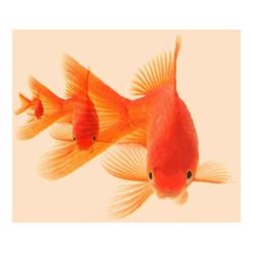 FREELINK (E96201) OPTICAL UYUMLU (BALIKLAR) MOUSE PAD 