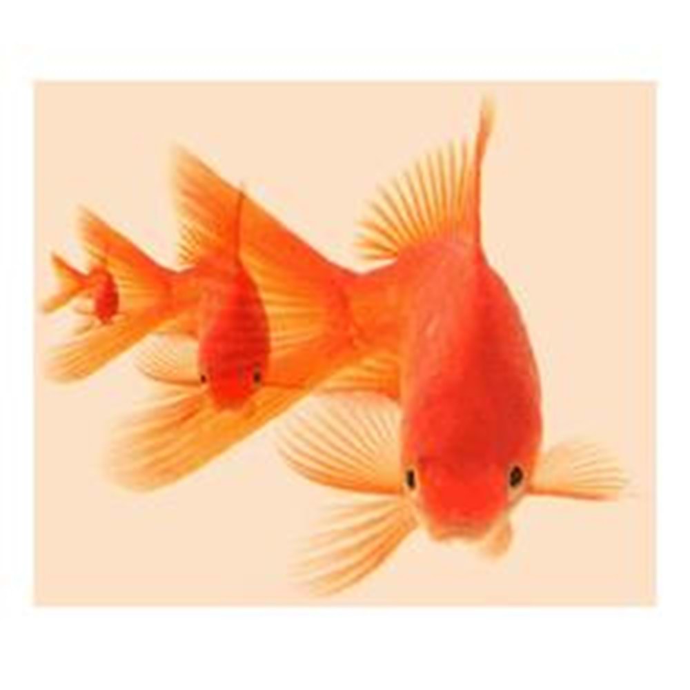 FREELINK (E96201) OPTICAL UYUMLU (BALIKLAR) MOUSE PAD 